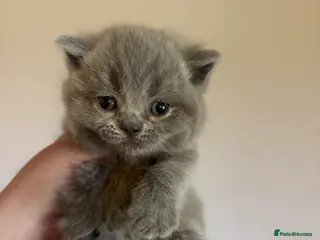 British Shorthair cats British blue shorthair kittens ready 20th June - Advert 1