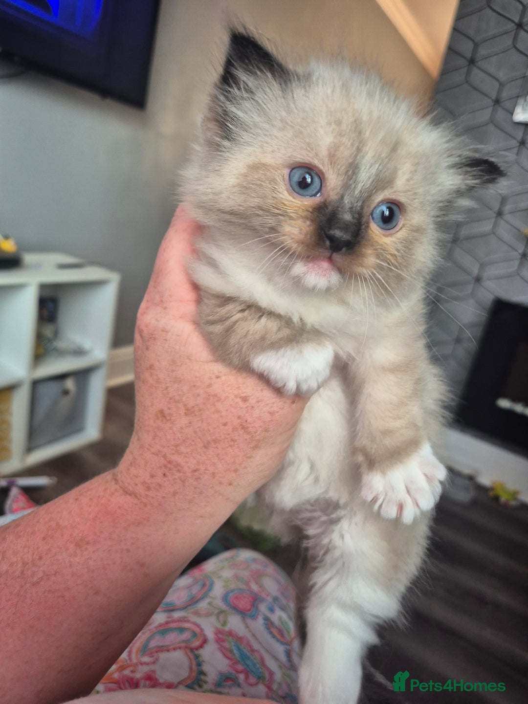 Ragdoll cats for sale: Ragdoll kittens in Sunderland - Image 9