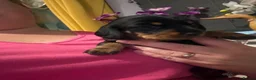 Dachshund dogs for sale: Miniature Dachshunds  - Advert 6