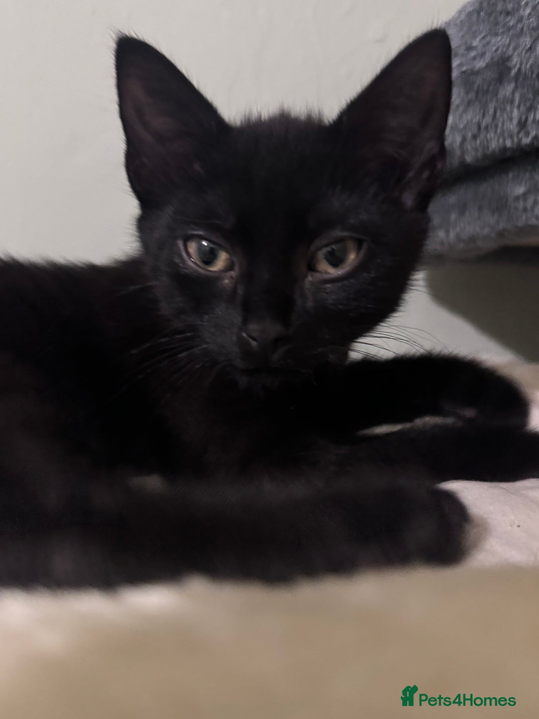 Domestic Shorthair cats for sale: Male black kitten - Image 3