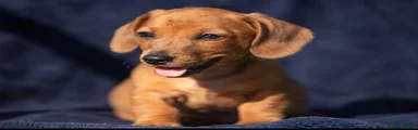 Jackshund 2