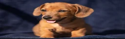 Jackshund dogs for sale: Beautiful family dogs in Bridgwater - Advert 9