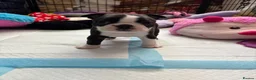 Boston Terrier dogs for sale: Boston Terrier 💙💙💙💙 puppy boy  - Advert 12