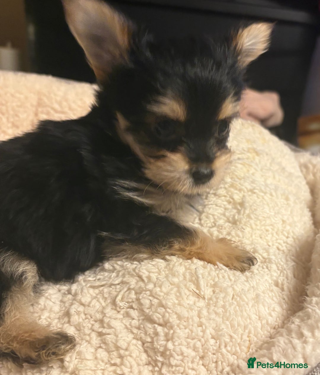 Chorkie dogs for sale: Tiny Pups for sale - Image 7