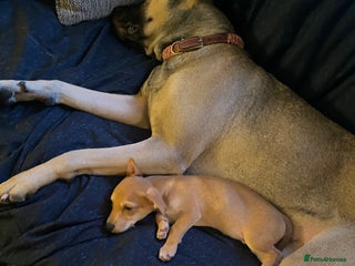 Mixed Breed dogs Jack x chi last boy available - Advert 18