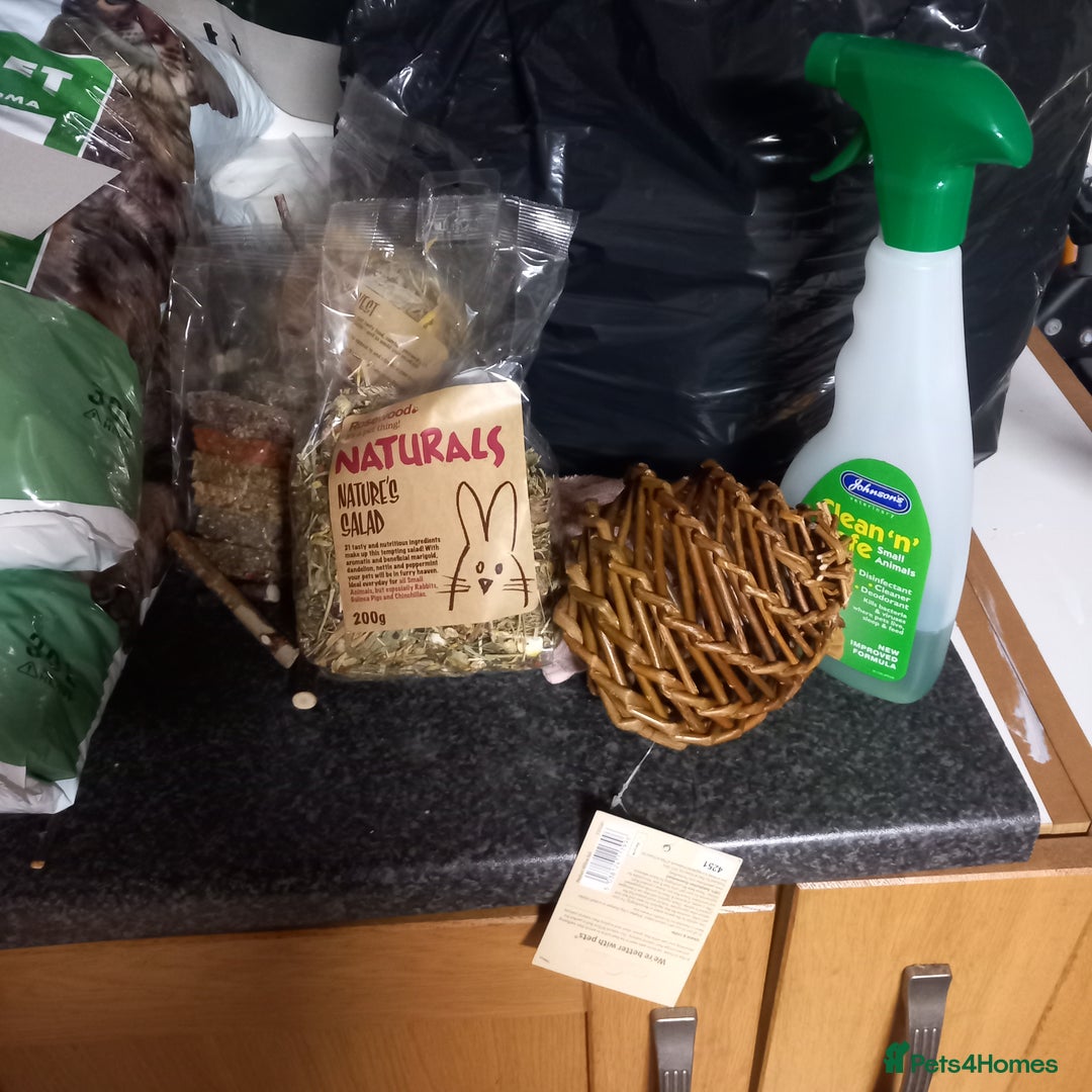 Mini Lop rabbits for sale: Mini lop bunnies for sale - Advert 7