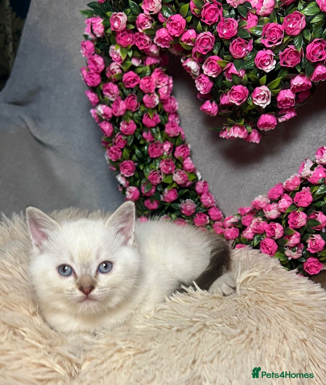 Mixed Breed cats for sale: 6 cute blue-eyed Ragdoll and BSH mix kittens  - Advert 7