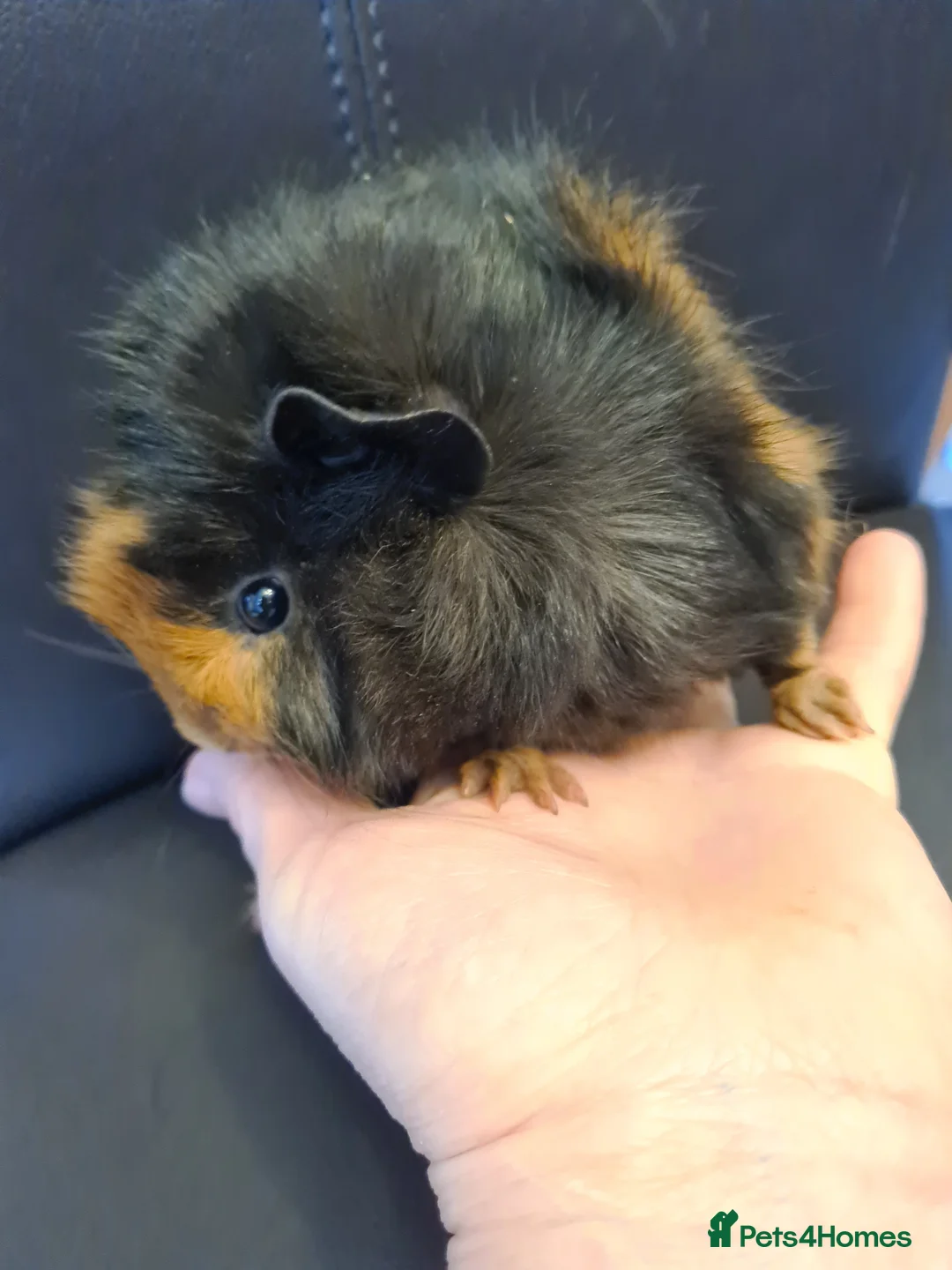 Guinea Pig rodents for sale: Beautiful fluffy baby sisters  - Advert 4