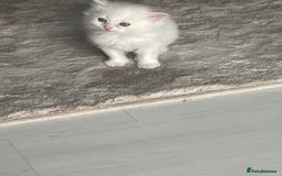 Siberian cats for sale: Siberian Neva masquerade kittens  - Image 5