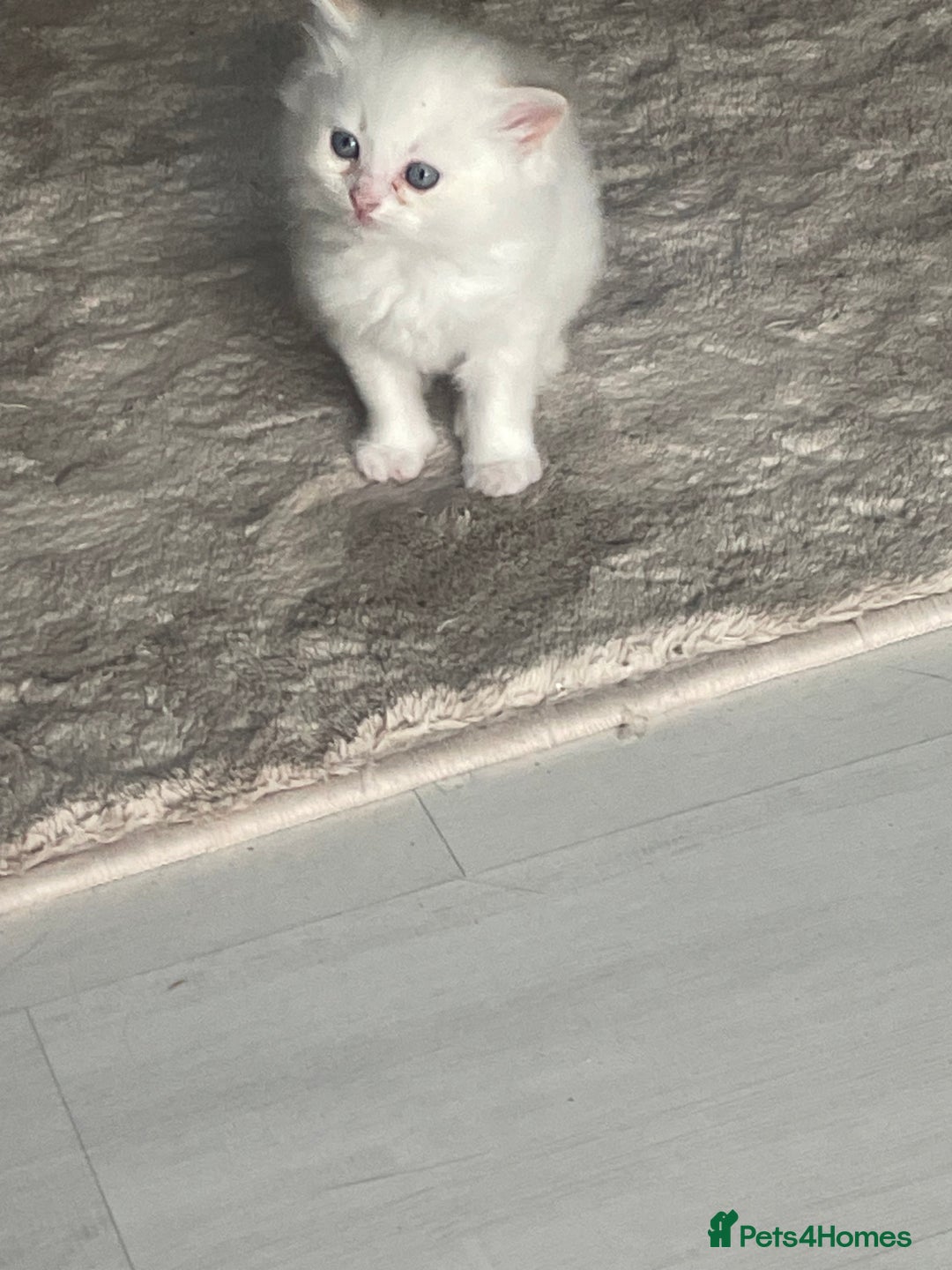 Siberian cats for sale: Siberian Neva masquerade kittens  - Image 5