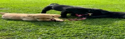 Labrador Retriever dogs for sale: Superb Working Labrador Puppies - Advert 5