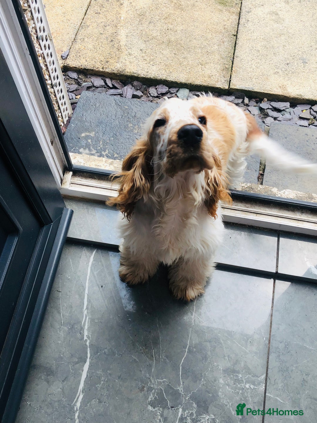 Cocker Spaniel dogs for sale: Beautiful Show Orange Roan Girl Left KC Reg  - Image 13