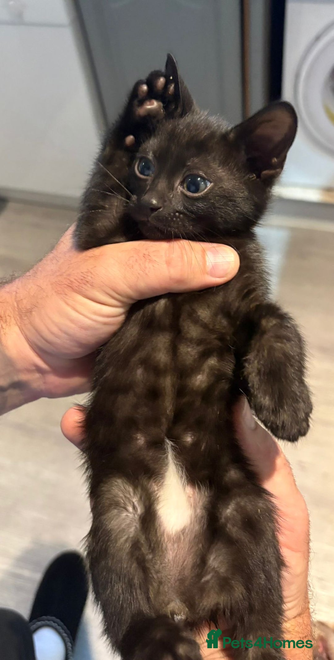 Bengal cats for sale: Black and charcoal Bengal kittens  - Image 9