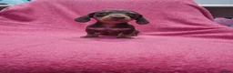 Miniature Dachshund dogs for sale: Quality Miniature Dachshund Puppies  - Advert 10