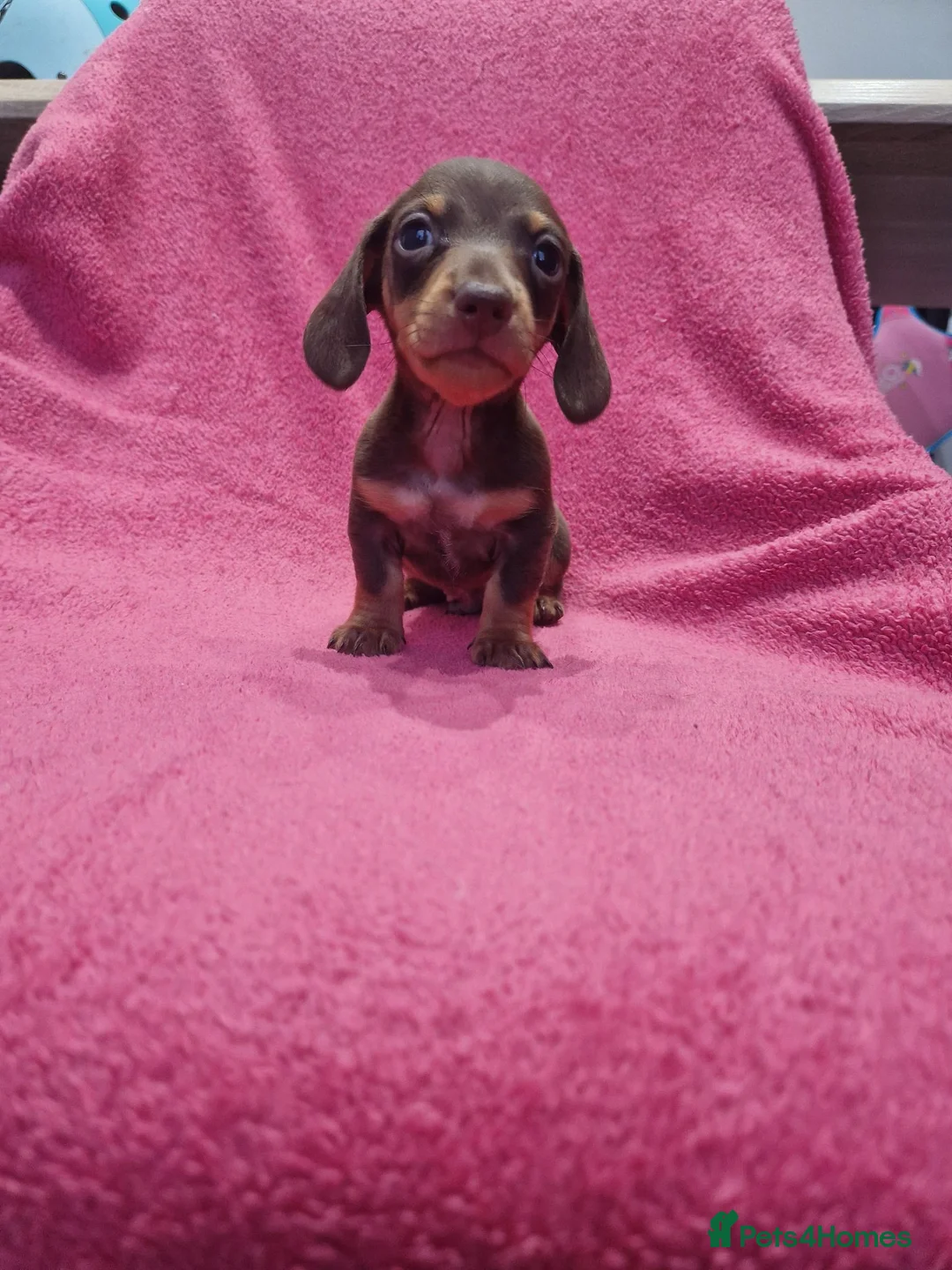 Miniature Dachshund dogs for sale: Quality Miniature Dachshund Puppies  - Advert 10