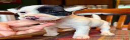 Jack Russell dogs for sale: Traditional Jack Russell Terriers  - Advert 11