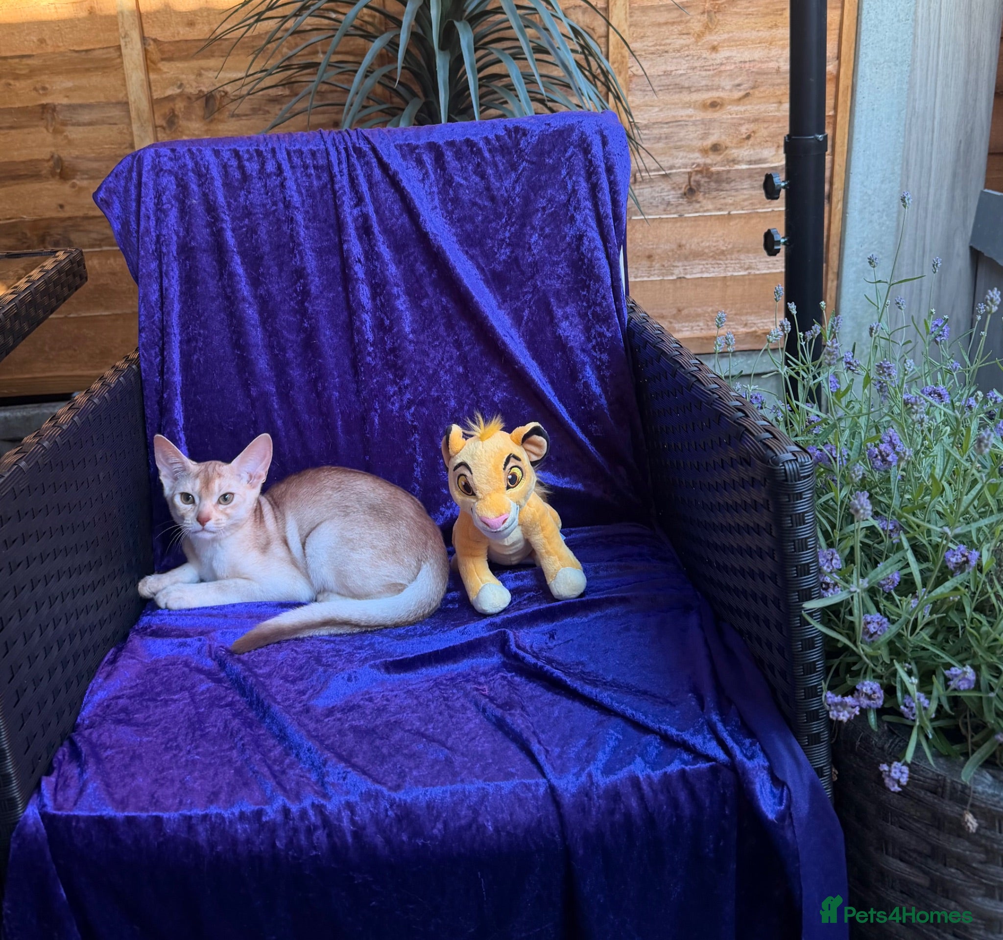 Abyssinian cats  ❤️🏆CHAMPION Ln Outstanding Abyssinian female - Advert 1