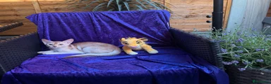 Abyssinian Kitten 4 