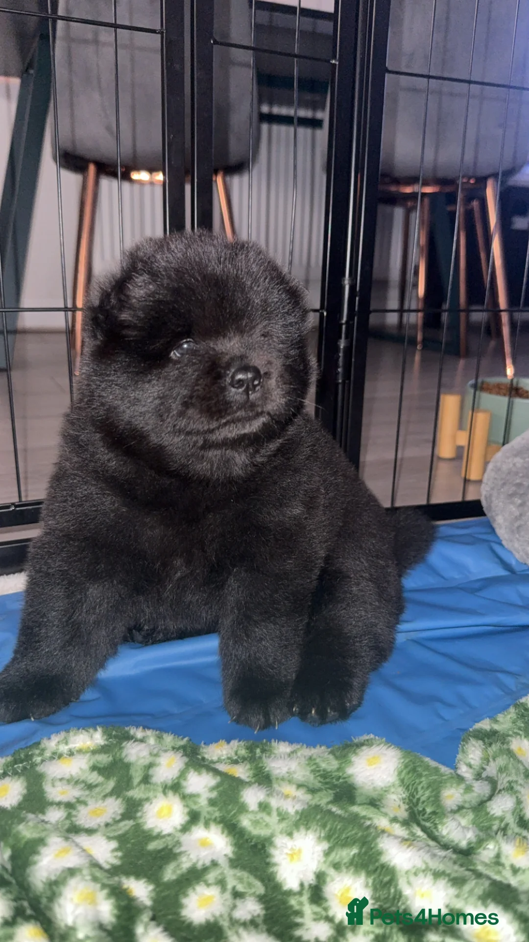 Chow Chow dogs for sale: Exceptional Chow Chow Puppies – Rare & Stunning🐻 - Advert 2