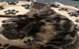 Bengal cats for sale: Kittens for sale  in Maesteg - Image 18