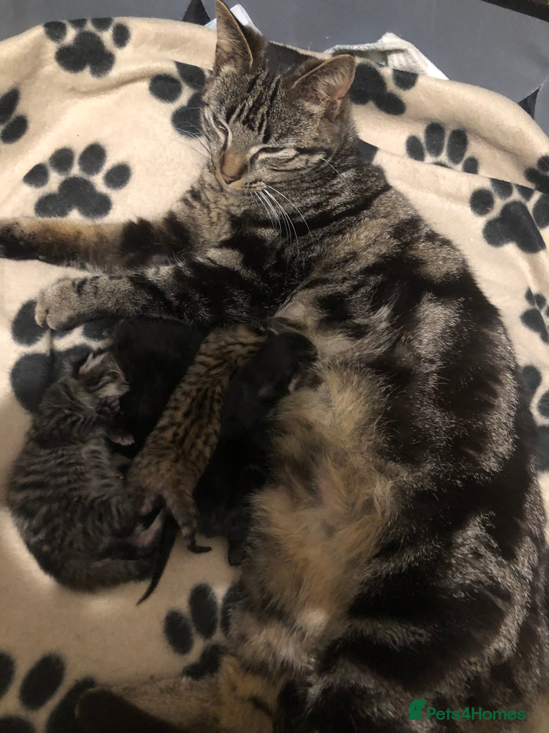 Bengal cats for sale: Kittens for sale  in Maesteg - Image 18