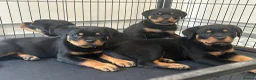 Rottweiler dogs for sale: Rottweiler Puppies  - Advert 4