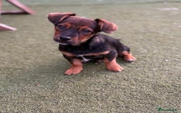 Jack Russell dogs for sale: Traditional Short-legged Jack Russell Boy. - Image 18