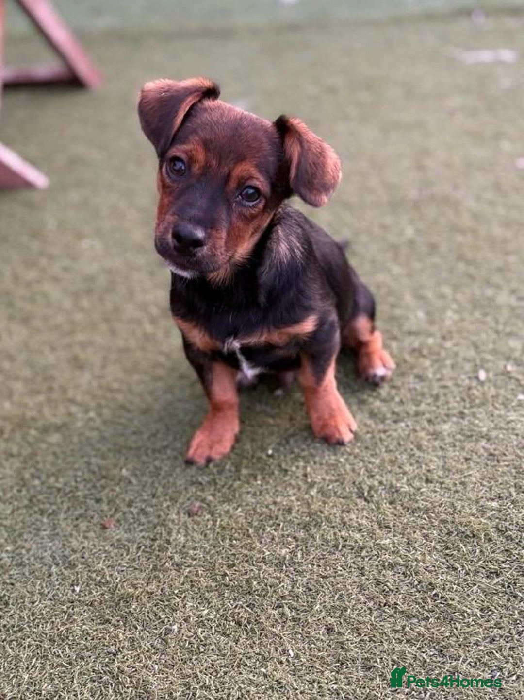 Jack Russell dogs for sale: Traditional Short-legged Jack Russell Boy. - Image 18