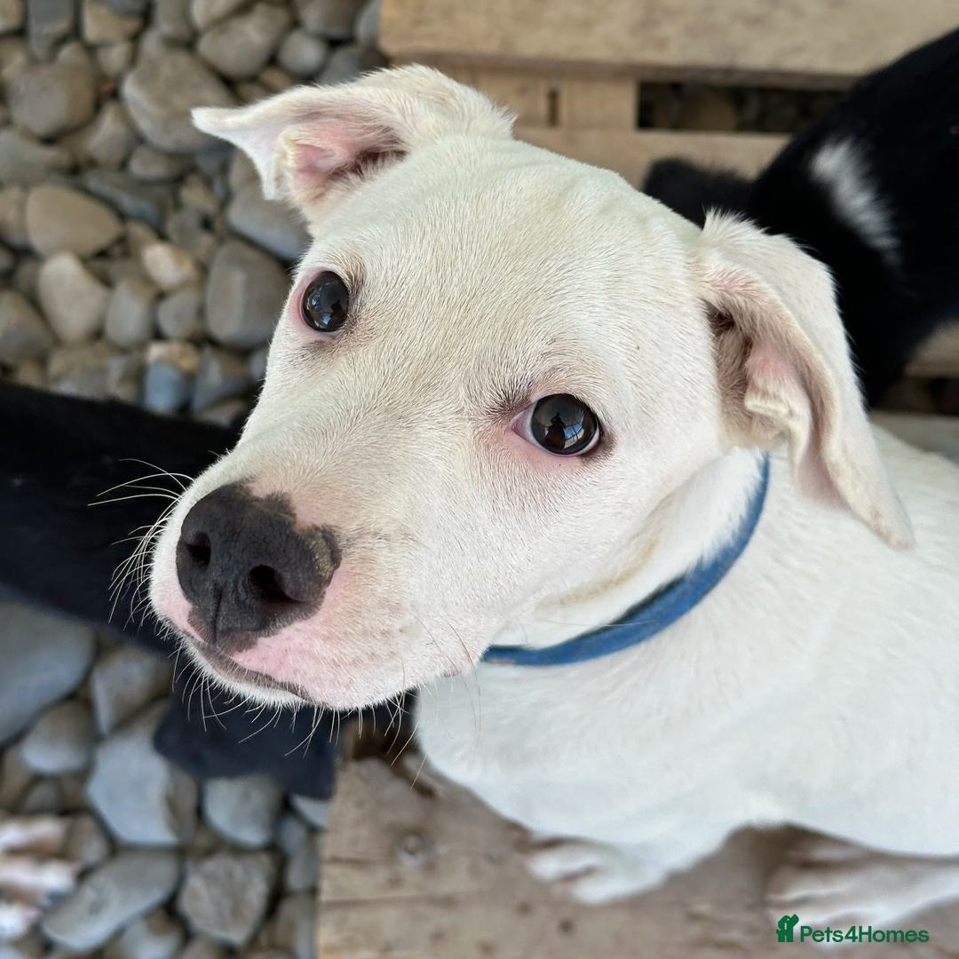 Mixed Breed dogs for adoption: Aspen (white beagle mix) - Advert 8