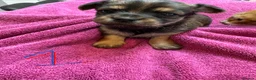 Chorkie dogs for sale: Chorkie Merle puppies ready from 5th March  - Advert 3