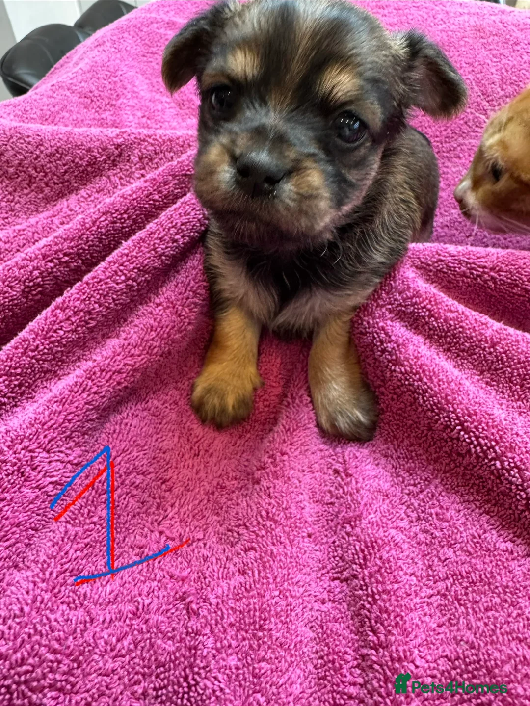Chorkie dogs for sale: Chorkie Merle puppies ready from 5th March  - Advert 3