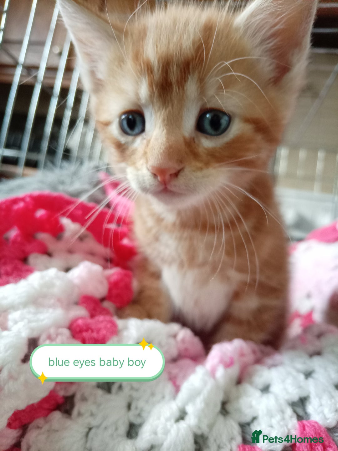Mixed Breed cats for sale: Blue, eyed baby's  - Image 5