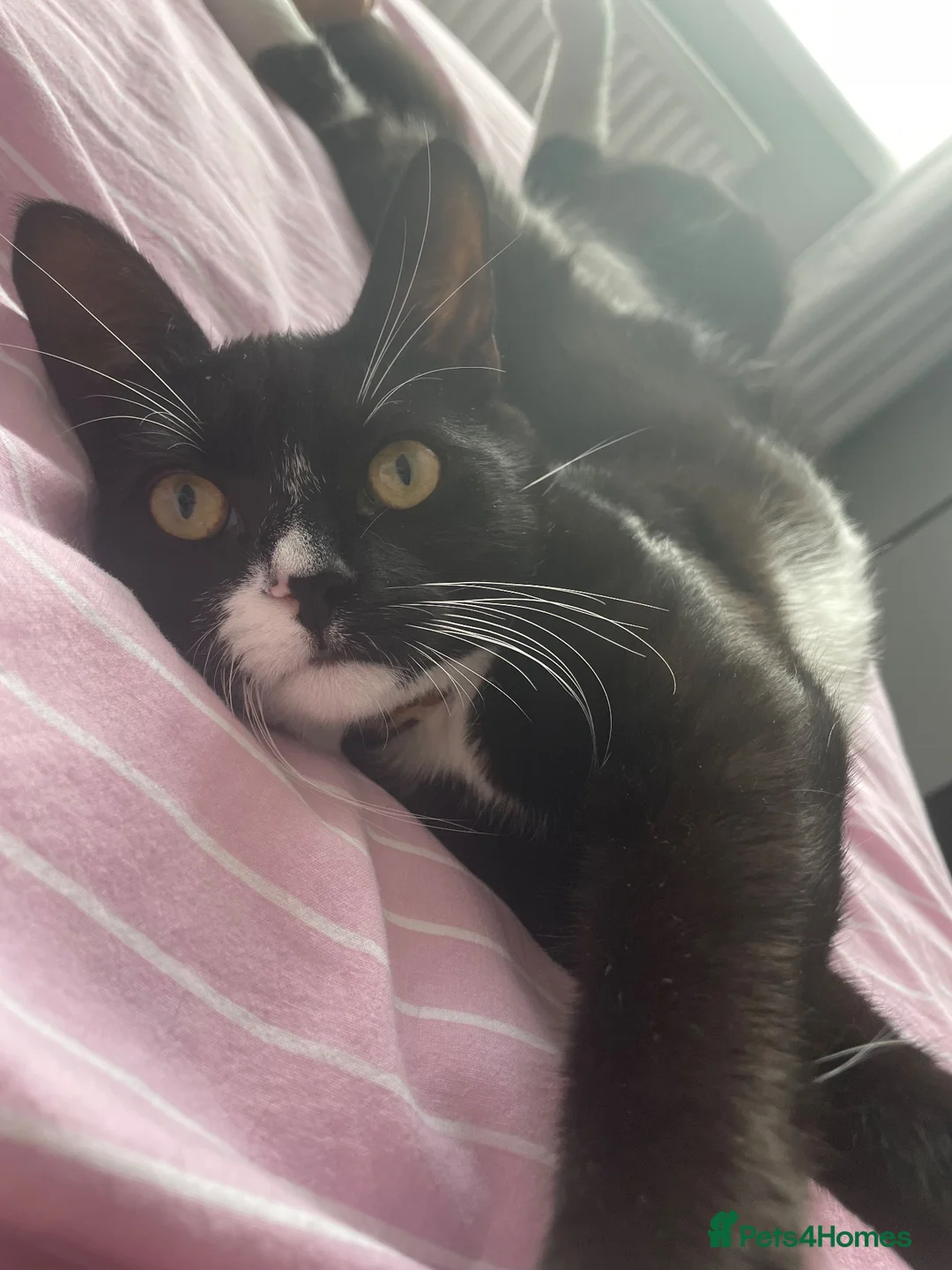 Domestic Shorthair cats for sale: Female cat 💗 - Advert 2