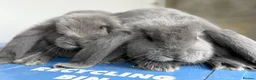 French Lop rabbits for sale: Stunning French lop babies  - Advert 8