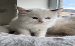 Ragdoll cats for sale: 🌟 Stunning Ragdoll Kittens 🌟 - Image 17