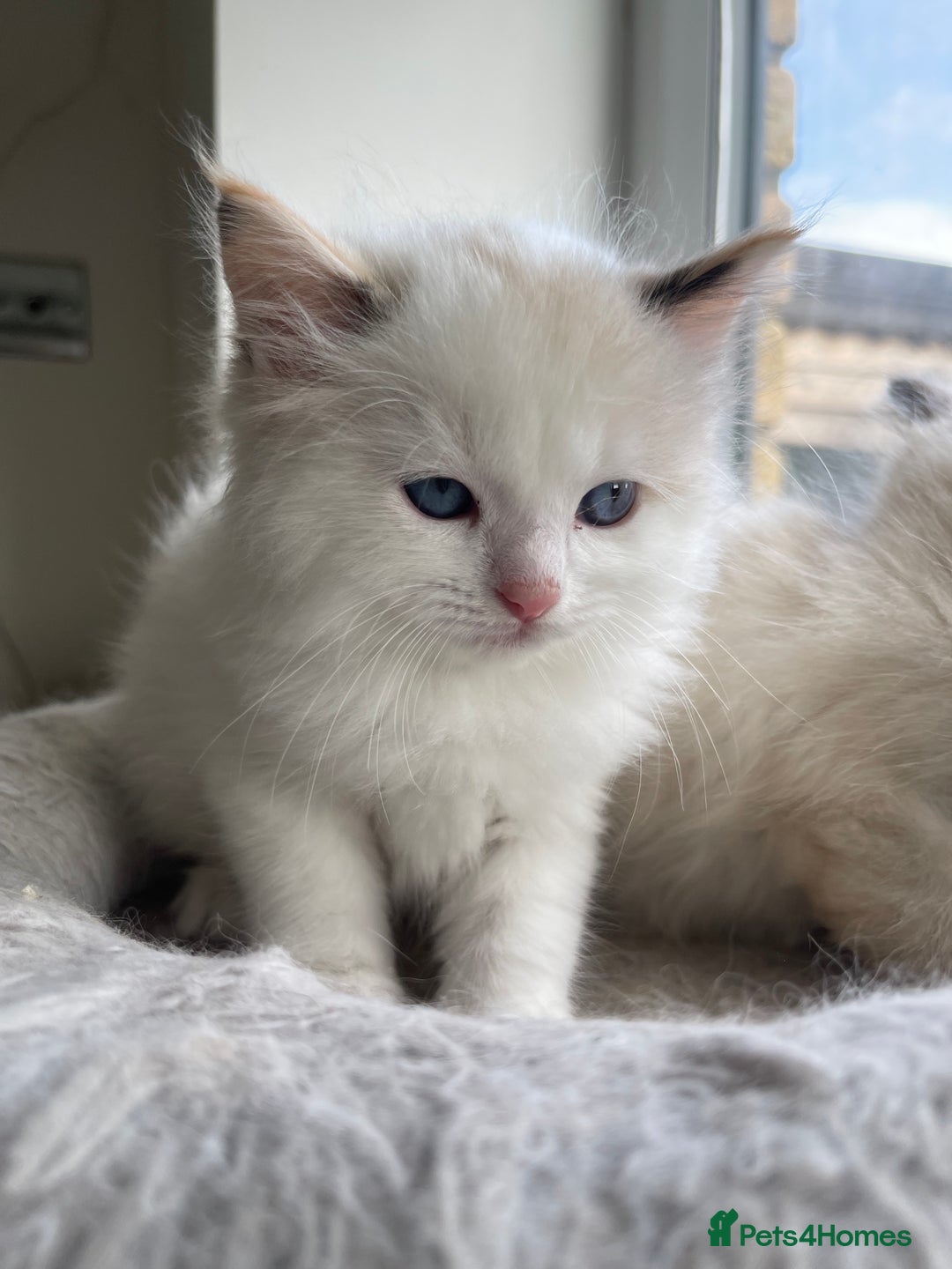 Ragdoll cats for sale: 🌟 Stunning Ragdoll Kittens 🌟 - Image 17