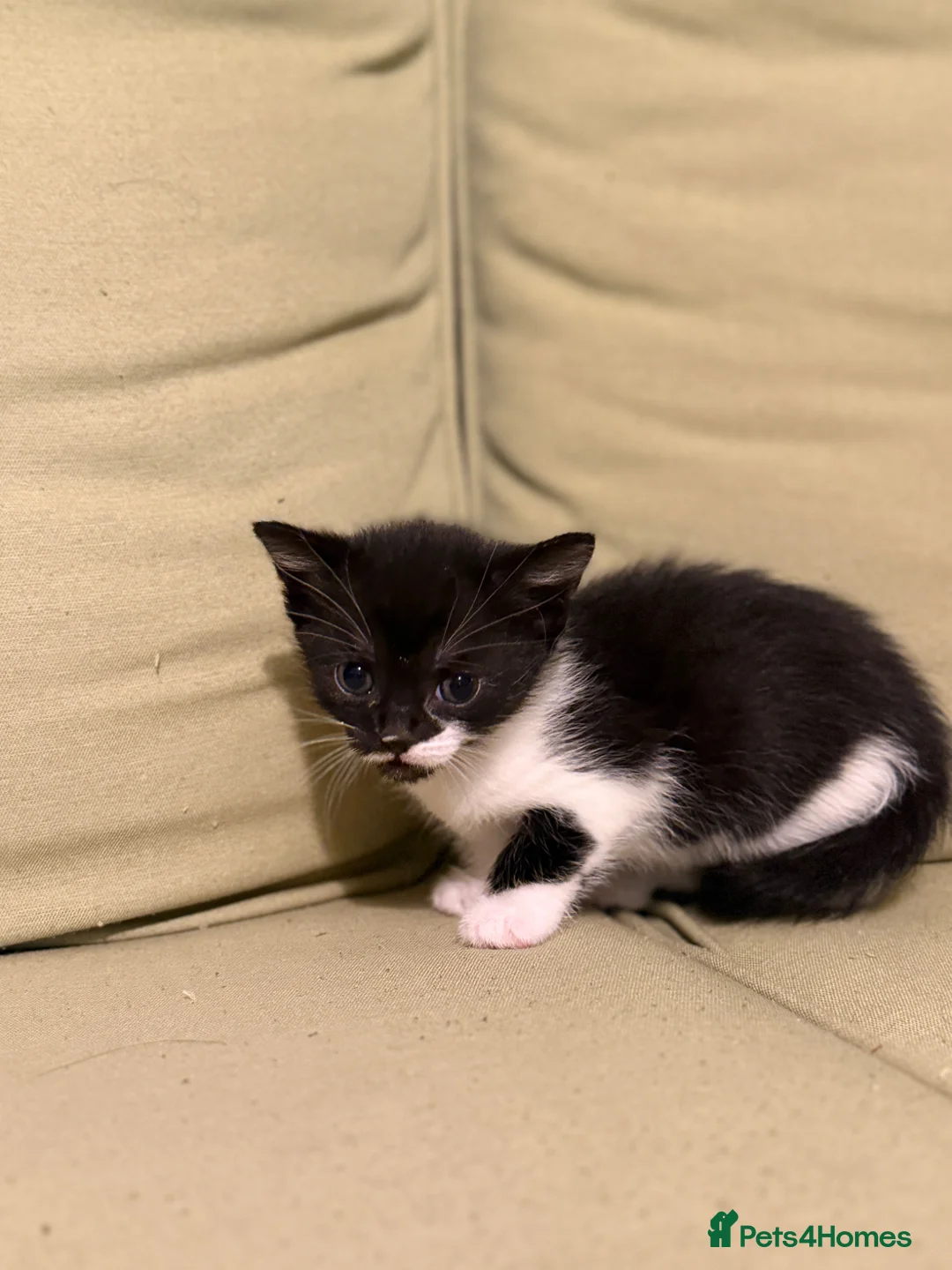 Scottish Fold cats for sale: Scottish Kittens Available for Sale😺 in Oxford - Advert 2