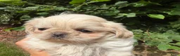 Shih Tzu dogs for sale: Stunning shihtzus  - Advert 8