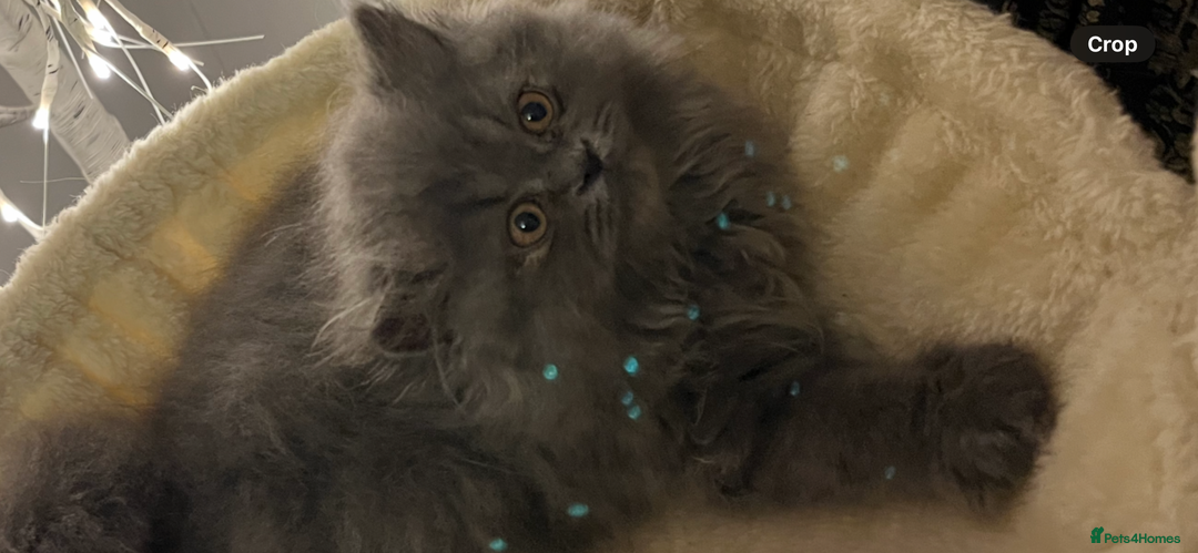 Persian cats for sale: Ready Now 2 Boys/1 Girl Persian Fluff Monsters - Image 4