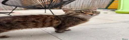 Mixed Breed cats for sale: Loving family male cat looking for forever home - Advert 1