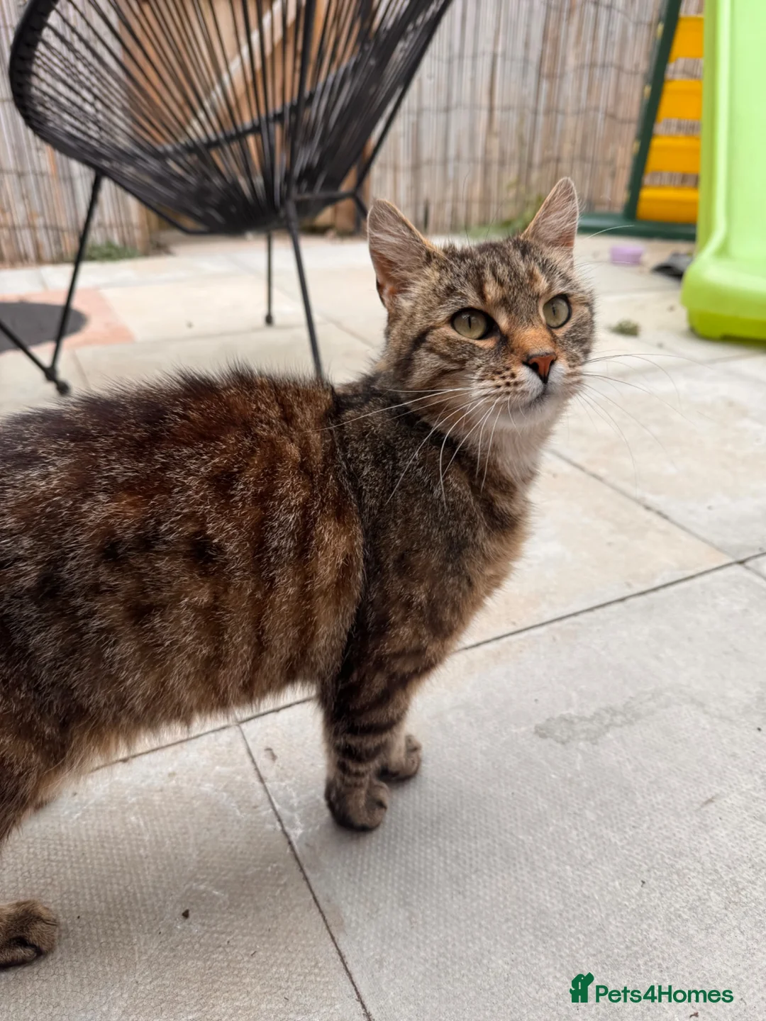 Mixed Breed cats for sale: Loving family male cat looking for forever home - Advert 1