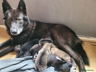 Mixed Breed dogs in Redditch - Advert 1