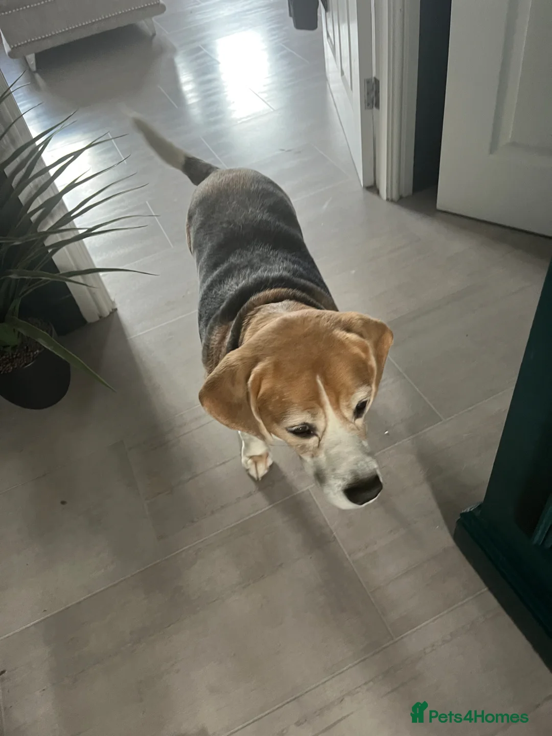 Beagle dogs for sale: Bella  - Advert 2