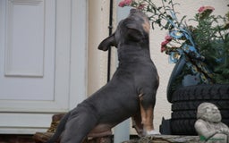 American Bully dogs for sale: GrCh Big Bounty x TIKTOK litter - Image 10