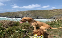 Labrador Retriever dogs for sale: My boy Lenny  - Image 29