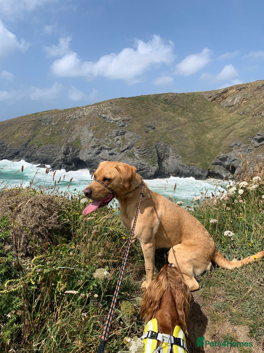 Labrador Retriever dogs for sale: My boy Lenny  - Image 29
