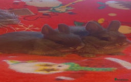 Netherland Dwarf rabbits for sale: Neverland baby rabbits - Image 2