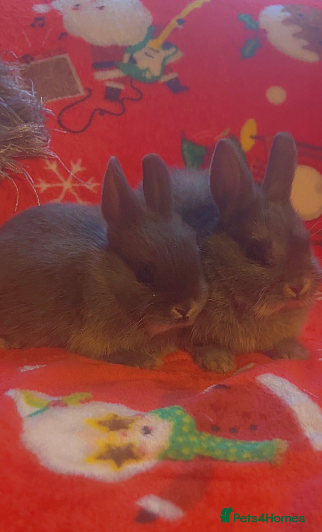 Netherland Dwarf rabbits for sale: Neverland baby rabbits - Image 2