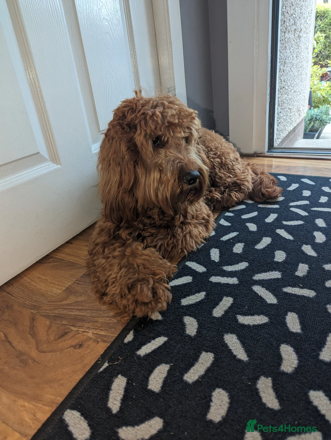 Cockapoo dogs for stud: 100% Proven F1 Fox Red Cockapoo, Stud only in Kirkcaldy - Advert 5