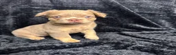 French Bulldog dogs for sale: Beautiful French Bulldog puppies - Advert 31